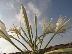 חבצלת החוף 3